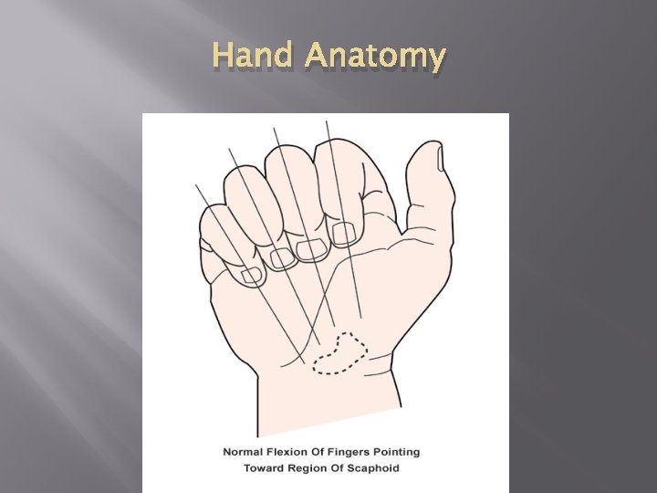 Hand Anatomy 