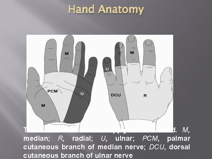 Hand Anatomy The cutaneous nerve supply in the hand. M, median; R, radial; U,