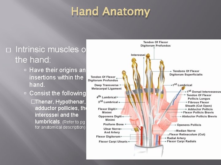 Hand Anatomy � Intrinsic muscles of the hand: Have their origins and insertions within