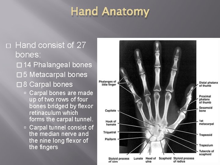 Hand Anatomy � Hand consist of 27 bones: � 14 Phalangeal bones � 5