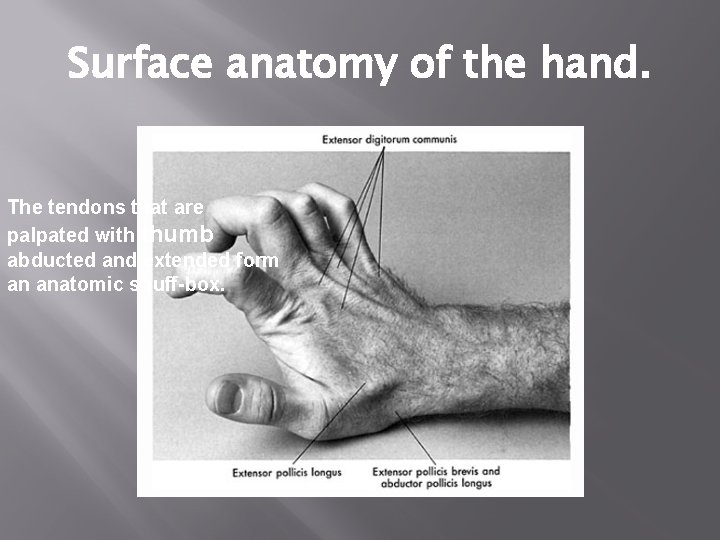 Surface anatomy of the hand. The tendons that are palpated with thumb abducted and