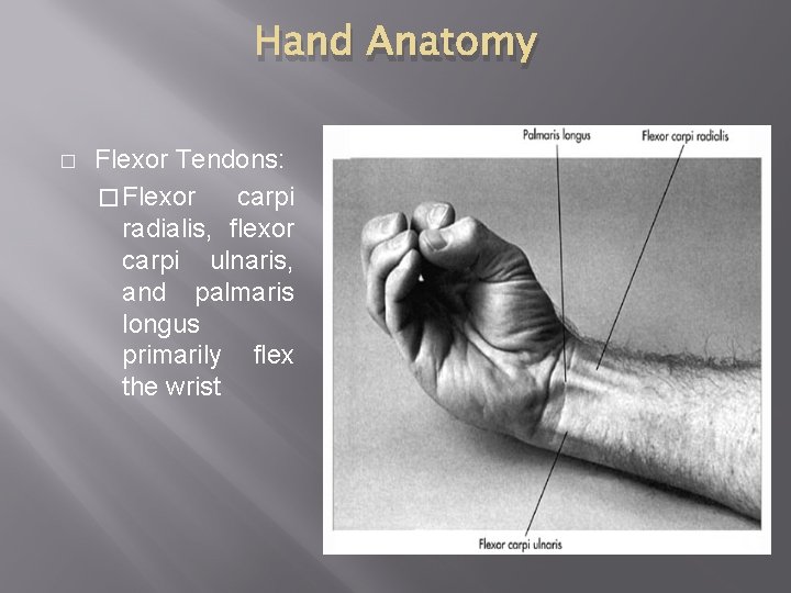 Hand Anatomy � Flexor Tendons: � Flexor carpi radialis, flexor carpi ulnaris, and palmaris