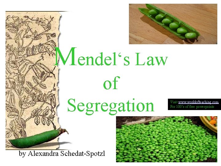 Mendel‘s Law of Segregation by Alexandra Schedat-Spotzl Visit www. worldofteaching. com For 100’s of