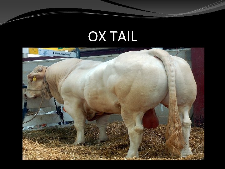 OX TAIL 