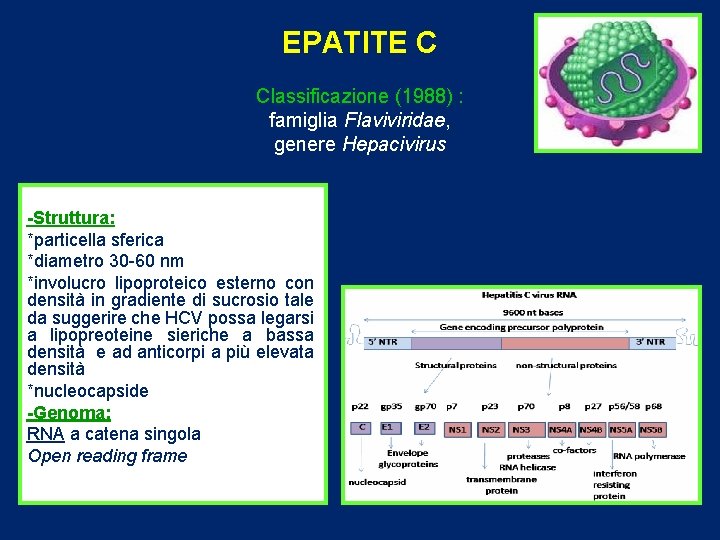 EPATITE C Classificazione (1988) : famiglia Flaviviridae, genere Hepacivirus -Struttura: *particella sferica *diametro 30