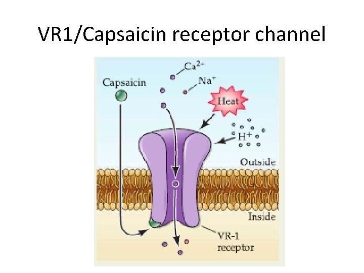 VR 1/Capsaicin receptor channel 