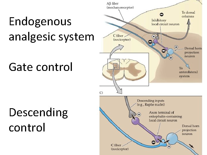 Endogenous analgesic system Gate control Descending control 