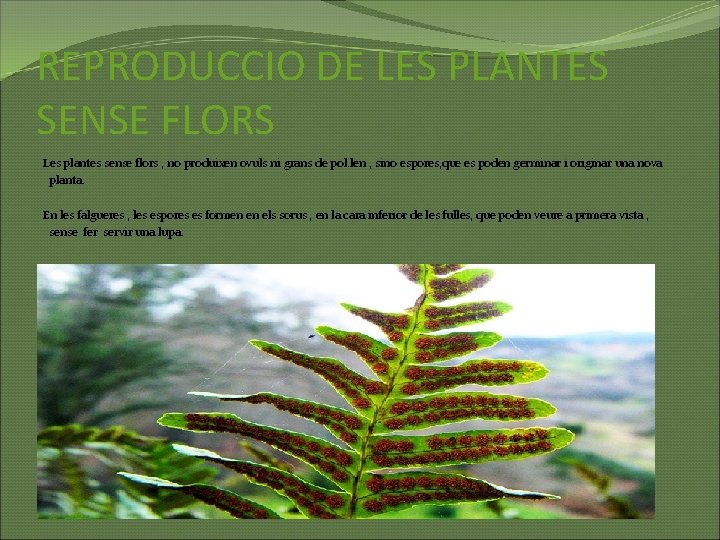 REPRODUCCIO DE LES PLANTES SENSE FLORS Les plantes sense flors , no produixen ovuls