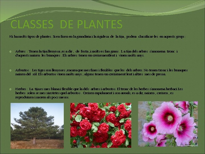 CLASSES DE PLANTES Hi ha molts tipus de plantes. Si en fixen en la