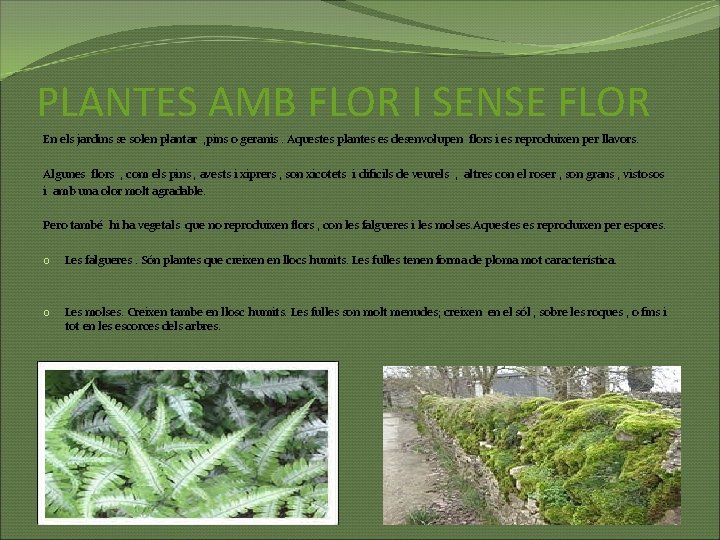 PLANTES AMB FLOR I SENSE FLOR En els jardins se solen plantar , pins
