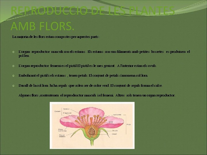 REPRODUCCIO DE LES PLANTES AMB FLORS. La majoria de les flors estan compostes per
