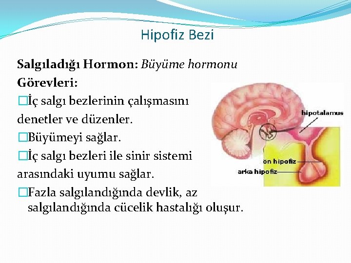 Hipofiz Bezi Salgıladığı Hormon: Büyüme hormonu Görevleri: �İç salgı bezlerinin çalışmasını denetler ve düzenler.