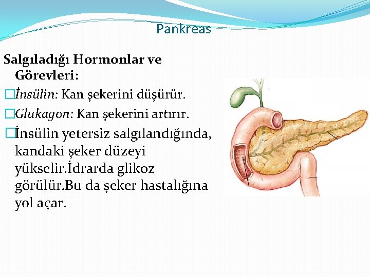 Pankreas Salgıladığı Hormonlar ve Görevleri: �İnsülin: Kan şekerini düşürür. �Glukagon: Kan şekerini artırır. �İnsülin