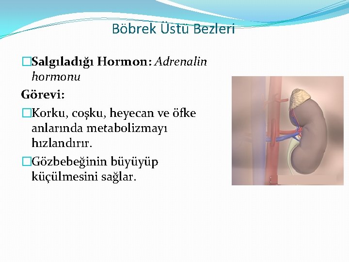 Böbrek Üstü Bezleri �Salgıladığı Hormon: Adrenalin hormonu Görevi: �Korku, coşku, heyecan ve öfke anlarında