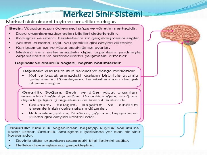 Merkezi Sinir Sistemi 