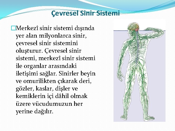 Çevresel Sinir Sistemi �Merkezî sinir sistemi dışında yer alan milyonlarca sinir, çevresel sinir sistemini Çevresel Sinir Sistemi �Merkezî sinir sistemi dışında yer alan milyonlarca sinir, çevresel sinir sistemini