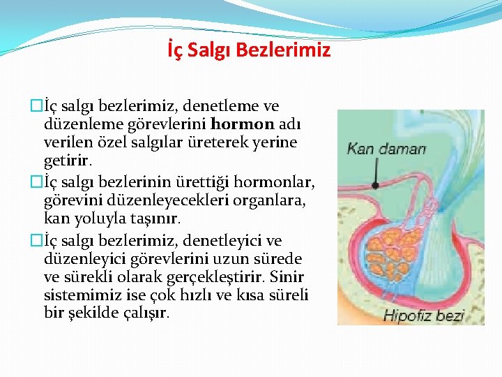 İç Salgı Bezlerimiz �İç salgı bezlerimiz, denetleme ve düzenleme görevlerini hormon adı verilen özel