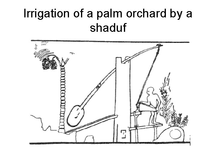 Irrigation of a palm orchard by a shaduf 