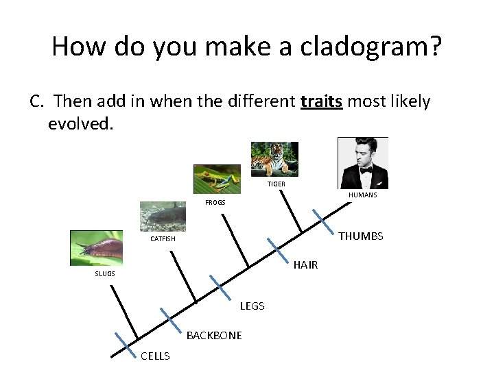 How do you make a cladogram? C. Then add in when the different traits