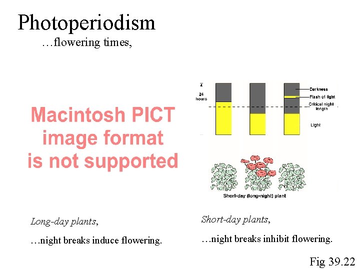 Photoperiodism …flowering times, Long-day plants, Short-day plants, …night breaks induce flowering. …night breaks inhibit Photoperiodism …flowering times, Long-day plants, Short-day plants, …night breaks induce flowering. …night breaks inhibit