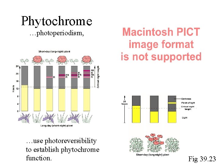 Phytochrome …photoperiodism, …use photoreversibility to establish phytochrome function. Fig 39. 23 Phytochrome …photoperiodism, …use photoreversibility to establish phytochrome function. Fig 39. 23