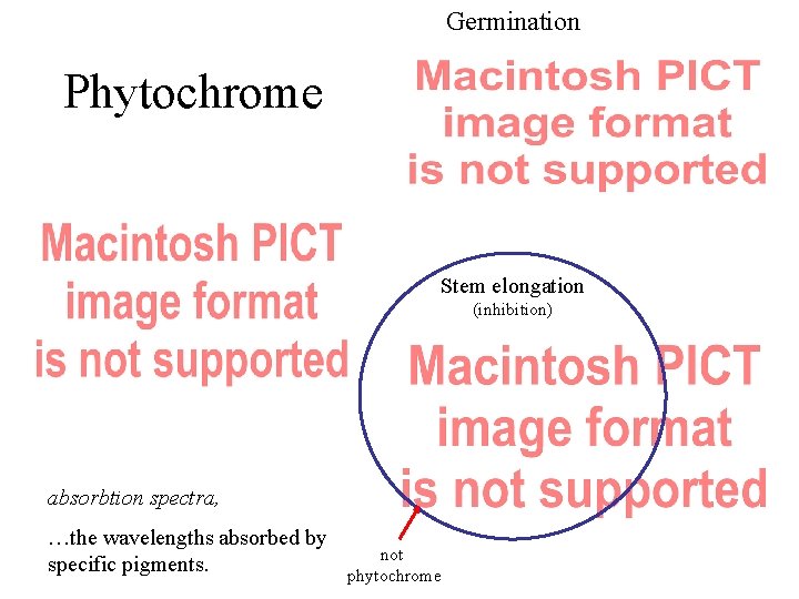 Germination Phytochrome Stem elongation (inhibition) absorbtion spectra, …the wavelengths absorbed by specific pigments. not Germination Phytochrome Stem elongation (inhibition) absorbtion spectra, …the wavelengths absorbed by specific pigments. not