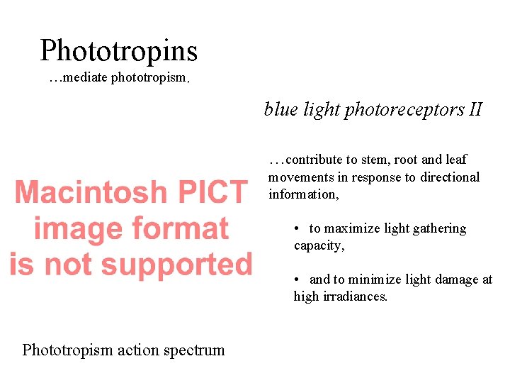 Phototropins …mediate phototropism, blue light photoreceptors II …contribute to stem, root and leaf movements Phototropins …mediate phototropism, blue light photoreceptors II …contribute to stem, root and leaf movements