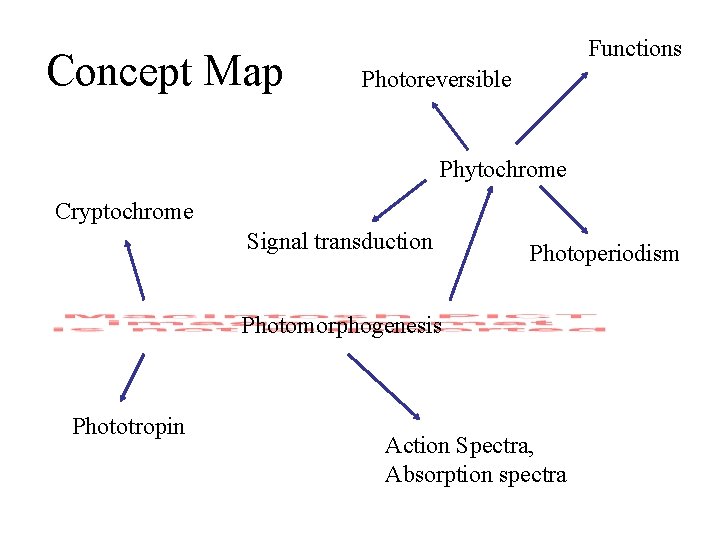 Concept Map Functions Photoreversible Phytochrome Cryptochrome Signal transduction Photoperiodism Photomorphogenesis Phototropin Action Spectra, Absorption Concept Map Functions Photoreversible Phytochrome Cryptochrome Signal transduction Photoperiodism Photomorphogenesis Phototropin Action Spectra, Absorption