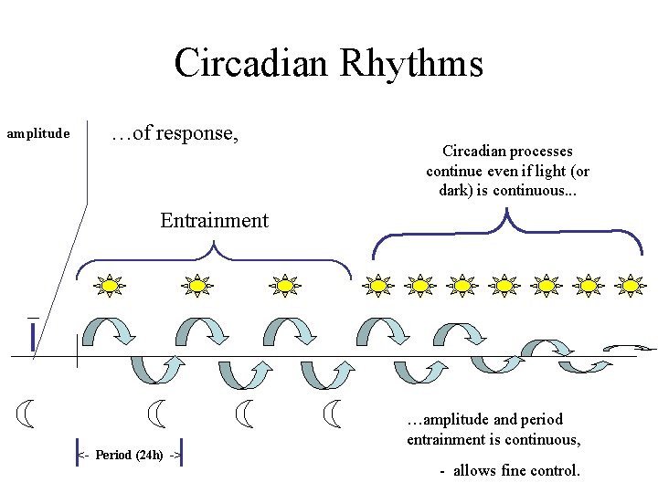 Circadian Rhythms amplitude …of response, Circadian processes continue even if light (or dark) is Circadian Rhythms amplitude …of response, Circadian processes continue even if light (or dark) is