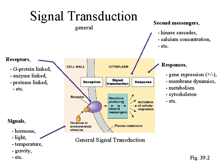 Signal Transduction general Receptors, Second messengers, - kinase cascades, - calcium concentration, - etc. Signal Transduction general Receptors, Second messengers, - kinase cascades, - calcium concentration, - etc.