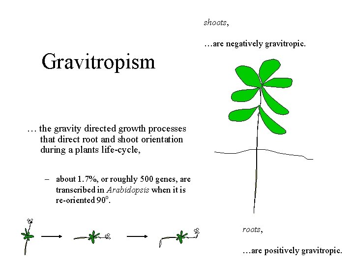 shoots, …are negatively gravitropic. Gravitropism … the gravity directed growth processes that direct root shoots, …are negatively gravitropic. Gravitropism … the gravity directed growth processes that direct root