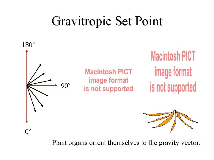Gravitropic Set Point 180 o 90 o 0 o Plant organs orient themselves to Gravitropic Set Point 180 o 90 o 0 o Plant organs orient themselves to