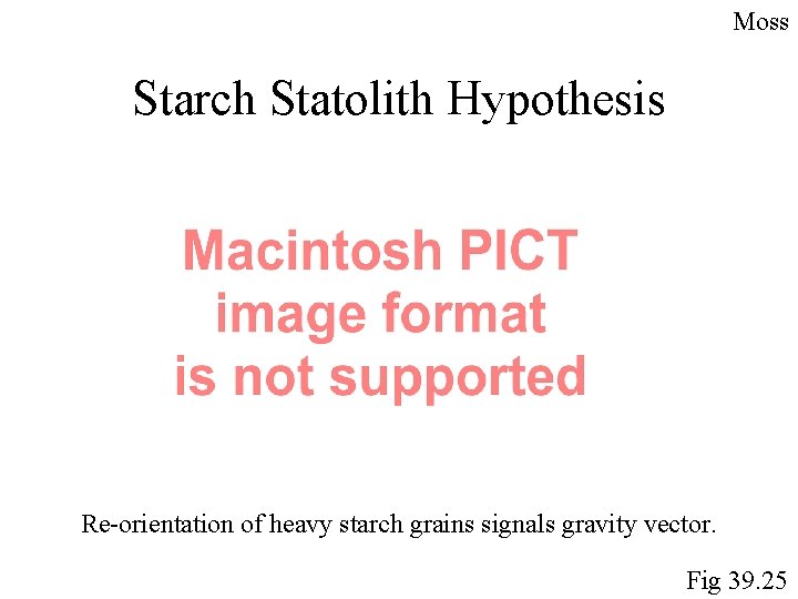 http: //www. biosci. ohio-state. edu/~plantbio/Sacklab/timelapse. html. Moss Starch Statolith Hypothesis Re-orientation of heavy starch http: //www. biosci. ohio-state. edu/~plantbio/Sacklab/timelapse. html. Moss Starch Statolith Hypothesis Re-orientation of heavy starch
