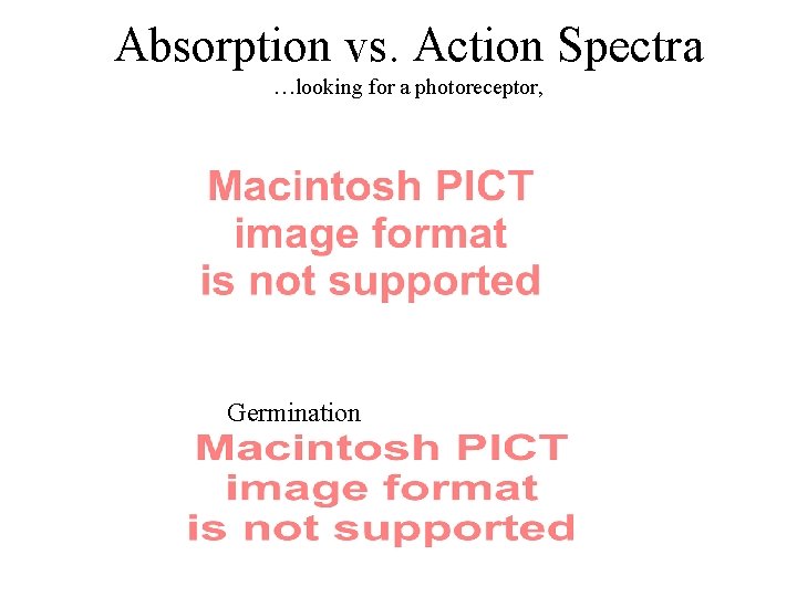 Absorption vs. Action Spectra …looking for a photoreceptor, Germination Absorption vs. Action Spectra …looking for a photoreceptor, Germination