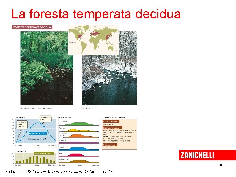 La foresta temperata decidua 10 Sadava et al. Biologia. blu Ambiente e sostenibilità ©