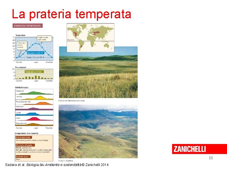 La prateria temperata 11 Sadava et al. Biologia. blu Ambiente e sostenibilità © Zanichelli