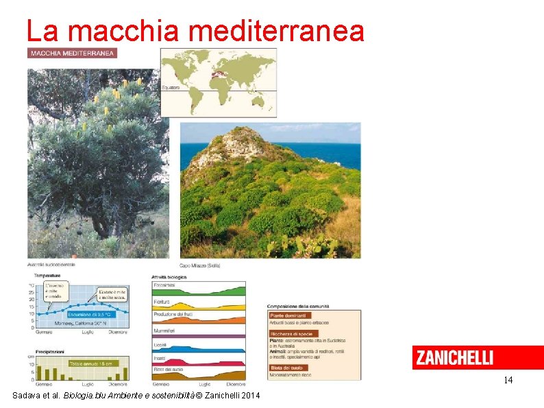 La macchia mediterranea 14 Sadava et al. Biologia. blu Ambiente e sostenibilità © Zanichelli