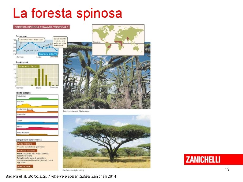 La foresta spinosa 15 Sadava et al. Biologia. blu Ambiente e sostenibilità © Zanichelli