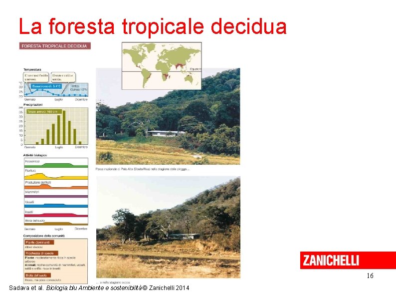 La foresta tropicale decidua 16 Sadava et al. Biologia. blu Ambiente e sostenibilità ©