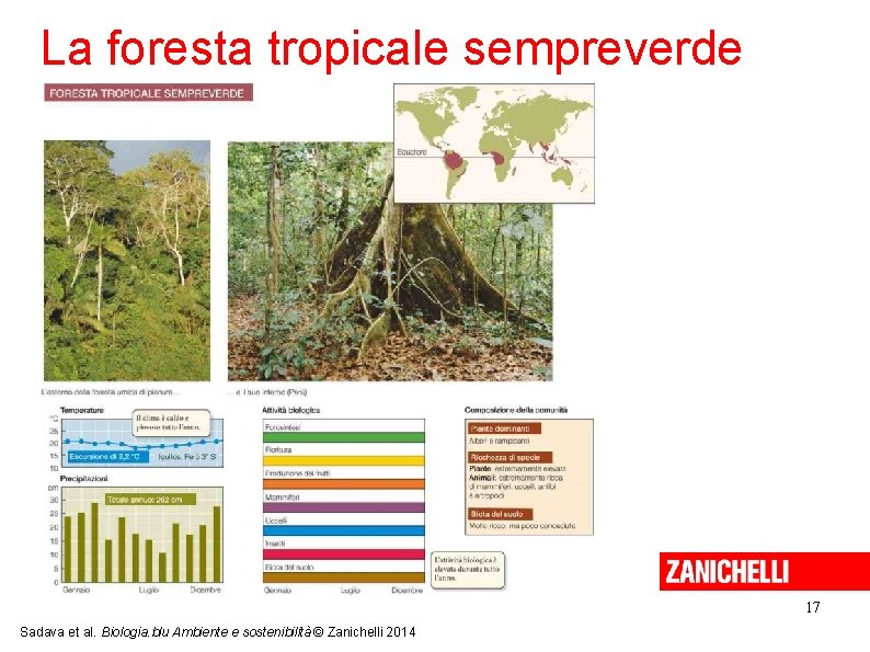 La foresta tropicale sempreverde 17 Sadava et al. Biologia. blu Ambiente e sostenibilità ©