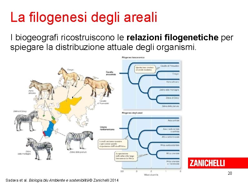 La filogenesi degli areali I biogeografi ricostruiscono le relazioni filogenetiche per spiegare la distribuzione