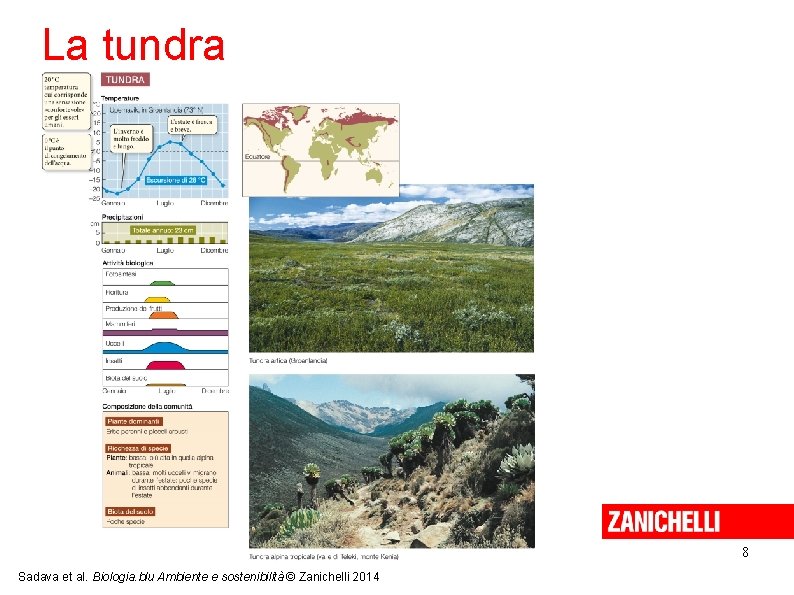 La tundra 8 Sadava et al. Biologia. blu Ambiente e sostenibilità © Zanichelli 2014