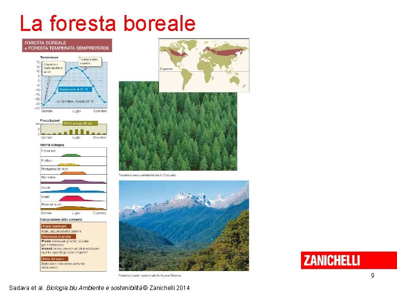 La foresta boreale 9 Sadava et al. Biologia. blu Ambiente e sostenibilità © Zanichelli