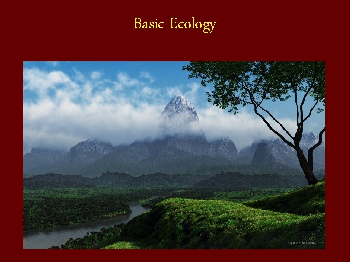Basic Ecology 