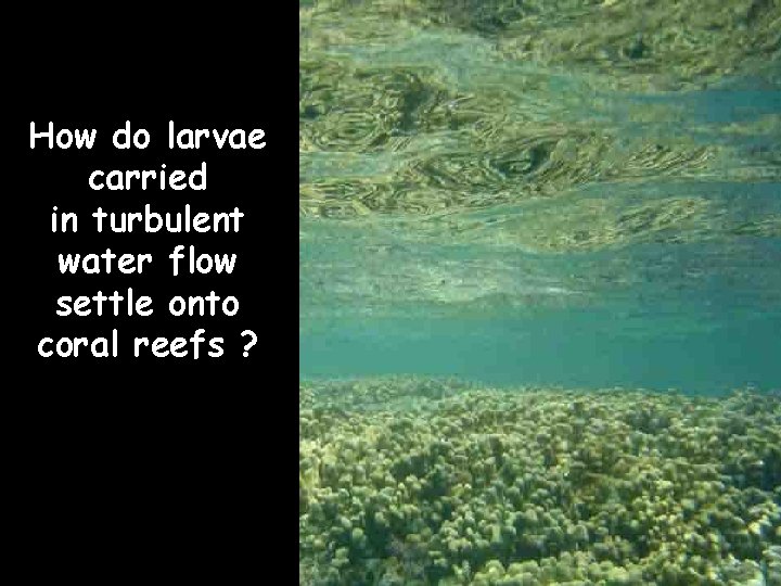 How do larvae carried in turbulent water flow settle onto coral reefs ? 