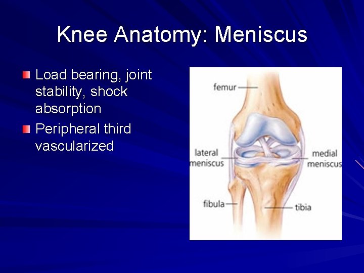 Knee Anatomy: Meniscus Load bearing, joint stability, shock absorption Peripheral third vascularized 