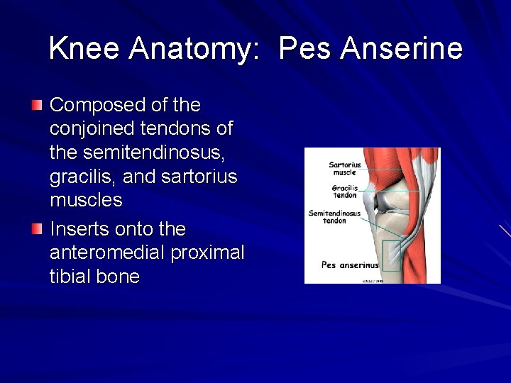 Knee Anatomy: Pes Anserine Composed of the conjoined tendons of the semitendinosus, gracilis, and