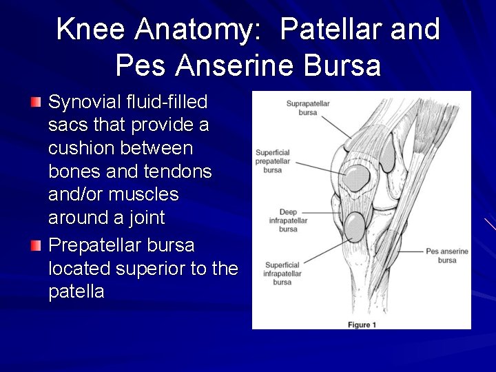 Knee Anatomy: Patellar and Pes Anserine Bursa Synovial fluid-filled sacs that provide a cushion