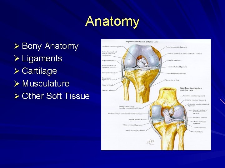 Anatomy Ø Bony Anatomy Ø Ligaments Ø Cartilage Ø Musculature Ø Other Soft Tissue