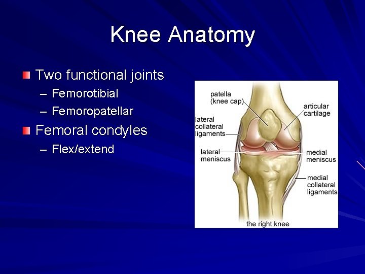 Knee Anatomy Two functional joints – Femorotibial – Femoropatellar Femoral condyles – Flex/extend 